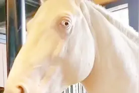 你看我这无辜的眼神儿 像是会咬人的吗 要不你凑近点试试