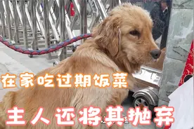 金毛犬在家吃过期饭菜，最后还被抛弃街头视频封面