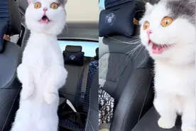 猫咪车内观察周边风景，乖乖站起瞪大眼不断吐舌，满脸的难以置信视频封面