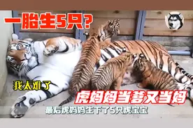 虎妈妈一胎生下5只小老虎，对抗饲养员不愿打针，育儿过程太难了视频封面