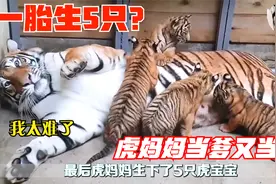 虎妈妈一胎生下5只小老虎，对抗饲养员不愿打针，育儿过程太难了视频封面
