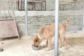 狗狗不吃也不喝还吐，我给它打这几样药水，两天后好了视频封面