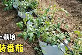 牛粪里种番茄，牛粪直接用还是得加工？无土栽培新手必看视频封面