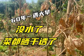 四川60年一遇的大旱，小伙实拍宜宾农村现状，太难了视频封面