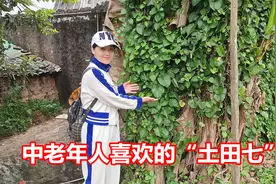 房子旁的“藤三七”，老人口中的“壮腰菜”，三大妙用太厉害了视频封面