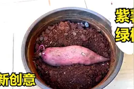 埋个紫薯，种一盆紫薯绿植，还没有人这样做，独一无二视频封面