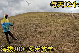 内蒙大姐高海拔地区放羊，每天早出晚归12个小时，回家给羊吃莜麦