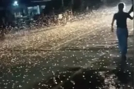 河南邓州汲滩镇惊现大量飞蛾 当地居民惊呼：从未见过这种现象视频封面