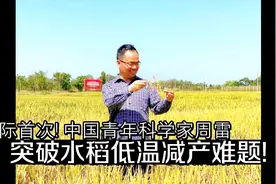 国际首次！中国青年科学家周雷，突破水稻低温减产难题！视频封面