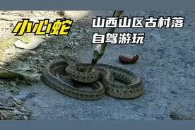 山西古村落自驾游，差一点踩到窜出的土条蛇吓哭，越想越后怕视频封面