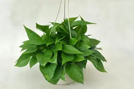 不管房子多大，家里这4个地方别放绿萝，现在知道还不晚，快挪走视频封面