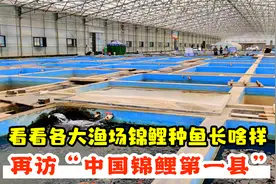 再访“中国锦鲤第一县”高唐县，看看各大渔场锦鲤种鱼长啥样视频封面
