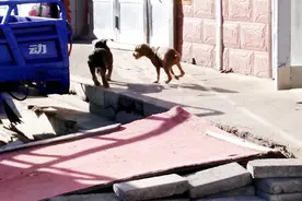 小黑突然不见了，小黄找呀找呀，真急呀，百思不得其解，哪去了？