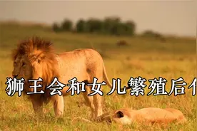 狮王会和狮群中的女儿繁殖后代吗视频封面