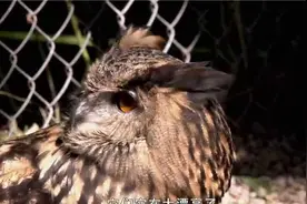 【纪录片】动物的职业第一季-猫头鹰飞行员【720P】