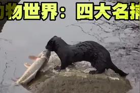 动物界中捕鱼四大高手排行榜，狗连续抓8条鱼，黄鼠狼抓鱼最惊艳视频封面
