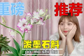 世界冠军级的兰花是什么样？花朵就像泼墨山水画，一年开花12个月视频封面