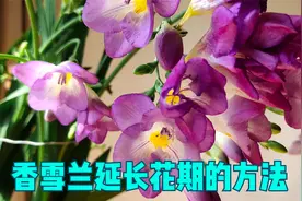 香雪兰开花后，做好四件事，能长久开花视频封面