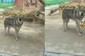 哭笑不得！动物园草原狼“汪汪”叫被游客质疑，女子当场懵圈了