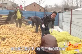 农村收玉米小伙存放的70万斤玉米，春节过后卖掉，说出利润别吃惊视频封面