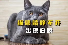 猫眼睛睁不开出现白膜怎么回事，你知道吗？视频封面