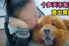 11岁的狗狗十多天不吃东西，最后居然查出了胃癌，主人选择陪伴它视频封面