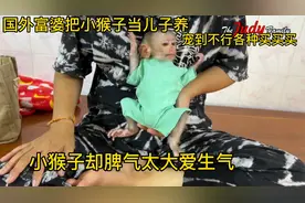 越南富婆收养小猴子，把它当儿子养，却宠得脾气太大爱生气！视频封面