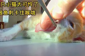 猫咪吃鱼竟被鱼刺卡住喉咙，危及生命主人紧急救治，真的太可怜了视频封面