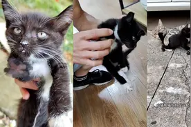 太恶毒！流浪猫崽疑遭人恶意砍掉前腿，全程不叫没撑过手术死亡视频封面