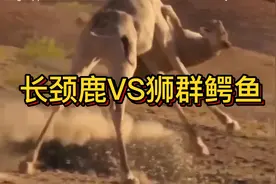 看看长颈鹿是如何逃脱狮群和鳄鱼并过上没羞没臊的性福生活的视频封面