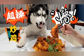 狗狗非要吃主人的超辣炒鸡，不料一口下去就被辣的翻白眼，笑死了视频封面