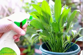 白掌叶片发黄，支你2招，很快恢复绿叶，新芽冒不停视频封面