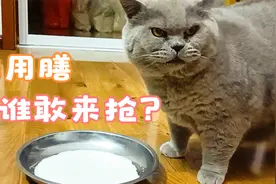 威猛胖公猫喝奶，漂亮公猫不敢上前，在旁边绕来绕去的样子太怂了视频封面