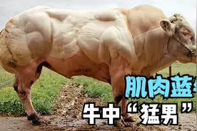 4种十分强壮的牛，全身长满健硕肌肉，牛中“猛男”？视频封面