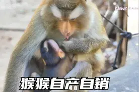 猴妈妈自产自销，边喝自己的奶一边母乳喂养小猴子，太搞笑了视频封面