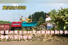 收集的青玉米杆怎样能储存到冬天，看看大笨的做法视频封面