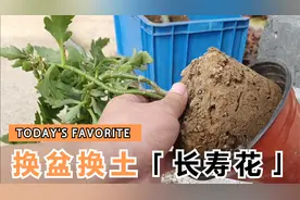 如何给长寿花换土换盆？看看我的建议方法吧视频封面