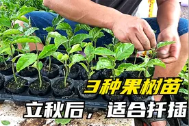 秋高气爽的季节，适合扦插这3种果树的机会，错过要等上一整年视频封面