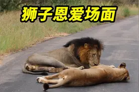 雄狮和母狮正在秀恩爱，人类突然介入，场面一度很尴尬视频封面