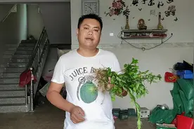 常年吸烟咳嗽咽喉炎的朋友，农村“马兰草”可帮到你，抓紧认识下视频封面
