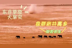 东非草原世纪大旱灾，象群被迫背井离乡，踏上艰苦逃荒之路视频封面