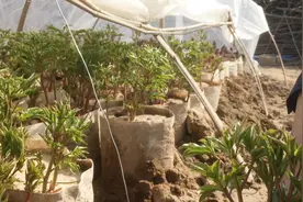 牡丹之都菏泽芍药种植基地，盆栽芍药热销季节，参观一下视频封面