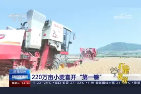 河南邓州：220万亩小麦喜开“第一镰”，田间地头洋溢丰收的喜悦视频封面