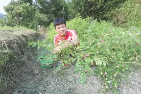 小野在网上买辣椒种子，结得遍地都是，这颜色太好看了视频封面