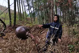 酒缸上面放个大石头盖住春笋，7天后造型成功了吗？看小伙怎么说