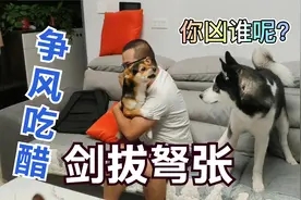 二哈和土狗争风吃醋，二哈骂得正欢，一看土狗生气拔腿就逃，真贱视频封面