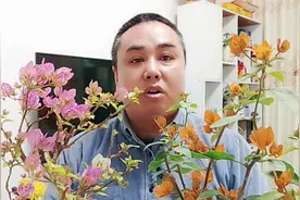 三角梅冬天掉光了叶子怎么养护？注意这几点很快就能满树花苞！