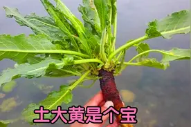 野菠菜又叫“土大黄”煮水，原来价值这么好？男女都用得到视频封面