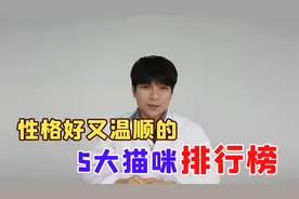 性格好又温顺的5大猫咪排行榜