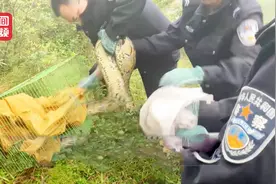 两条巨蟒结伴闯入果园 吓坏村民 抓捕现场险象环生视频封面